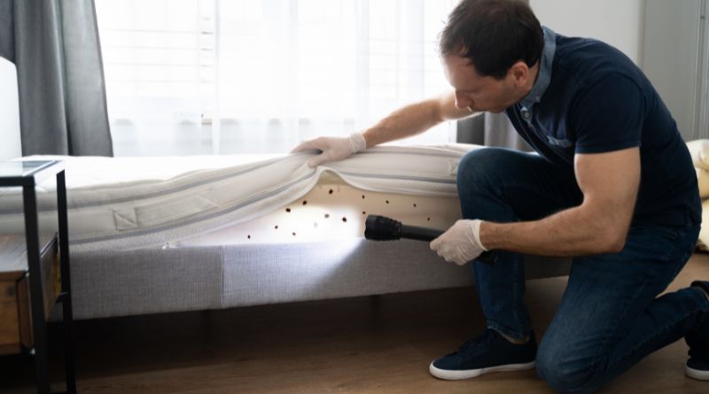 The Bedbug Dilemma: How to Get Rid of Them for Good