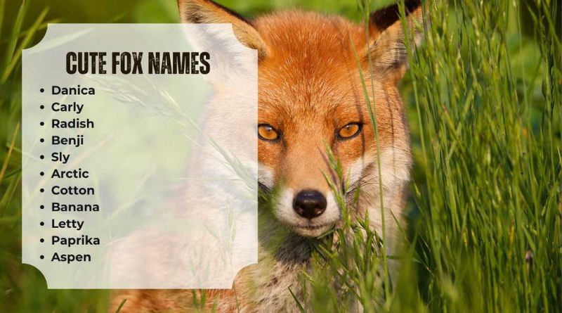 Fox Names